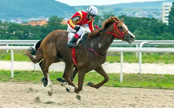 Pyatigorsk Russia Jule 2020 Pyatigorsk Hippodrome Russia Ahead Master Jockey — 스톡 사진