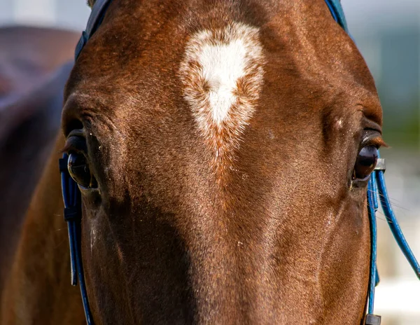 Retrato Cerca Del Semental Marrón Antes Carrera Caballos —  Fotos de Stock