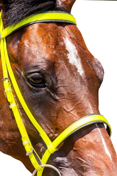 Portret Van Bruin Paard Witte Achtergrond — Stockfoto