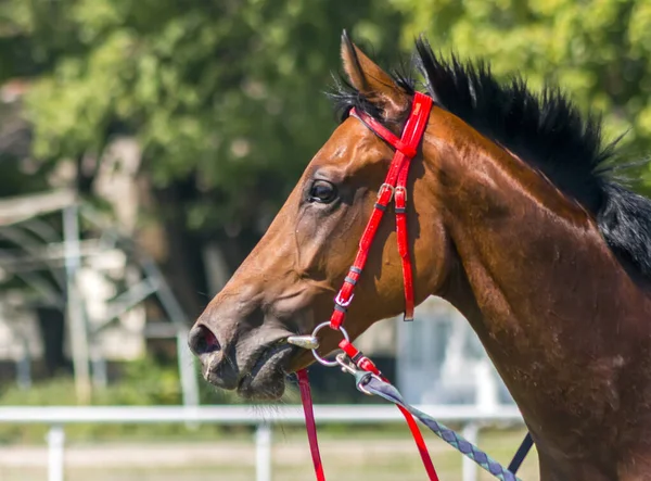 Portret Pięknego Brązowego Konia Czystej Krwi — Zdjęcie stockowe