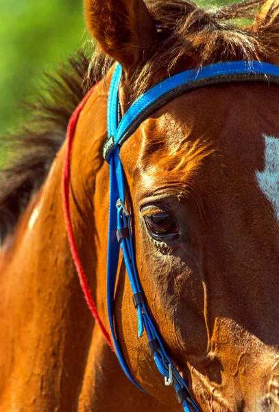 Retrato Belo Cavalo Vermelho Puro — Fotografia de Stock