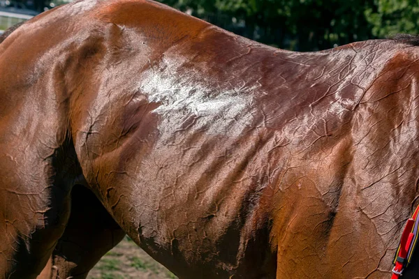 Haut Von Reinrassigen Pferden Aus Nächster Nähe — Stockfoto