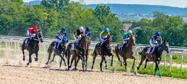 Pyatigorsk Rusia 2020 Agosto Finalizar Carrera Caballos Para Premio Spica — Foto de Stock