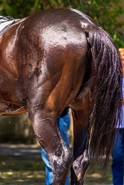 Primo Piano Cavallo Vista Dietro — Foto Stock