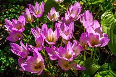 Pembe çiçekler, çiçek tarhında Colchicum Specosum..
