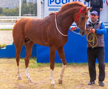 PYATIGORSK, RUSSIA - SEPTEMBER 27,2020: Pyatigorsk hipodromunda yarış sezonunun galibi - kırmızı Arap aygırı Smerch ve damat tarafından bilinmeyen.