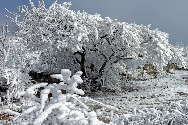 Alberi Innevati Pittoresca Area Landsape Della Montagna Beshtau Caucaso Russia — Foto Stock