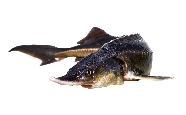 Stora läckra fisk (bester) isolerad på en vit bakgrund — Stockfoto