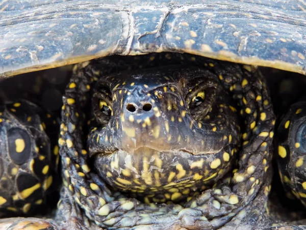 Porträt Einer Verschlafenen Unzufriedenen Sumpfschildkröte — Stockfoto