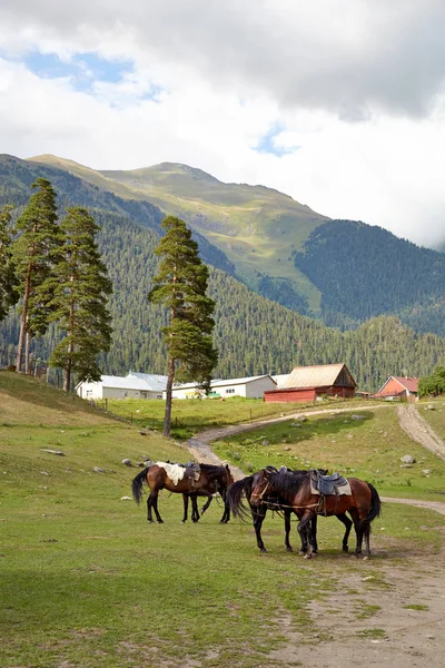 Caballos pastan sobre el telón de fondo de hermosas altas montañas — Foto de Stock