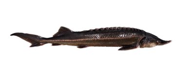 Beyaz bir arka plan üzerinde izole büyük lezzetli balık (bester)