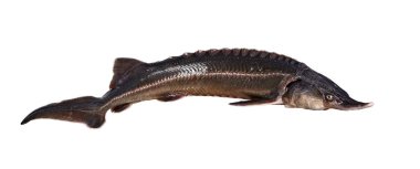 Beyaz bir arka plan üzerinde izole büyük lezzetli balık (bester)