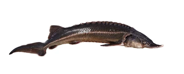 Stora läckra fisk (bester) isolerad på en vit bakgrund — Stockfoto