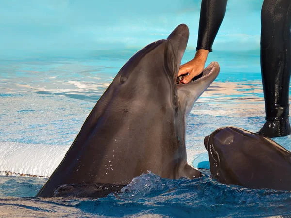Een trainer voedt en stimuleert dolfijn. Sharm El Sheikh, Egypte — Stockfoto