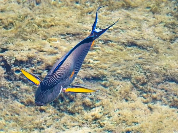 Chirurgien sohal (Acanthurus sohal) en eau peu profonde — Photo