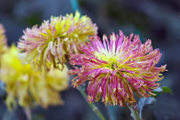 Vackra Flerfärgade Krysantemum Färg Fantasi Bakgrund — Stockfoto