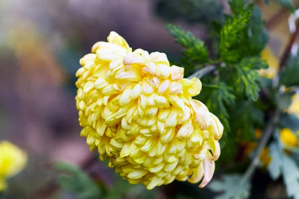 Beautiful Lonely Yellow Chrysanthemum Tilted Viewer — Stock Photo, Image