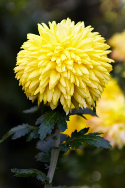 Crisântemo Amarelo Bonito Fundo Desfocado Verde Fantasia — Fotografia de Stock