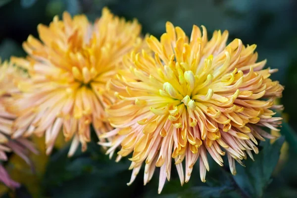 Mooie Oranje Chrysanten Een Wazige Groene Achtergrond — Stockfoto