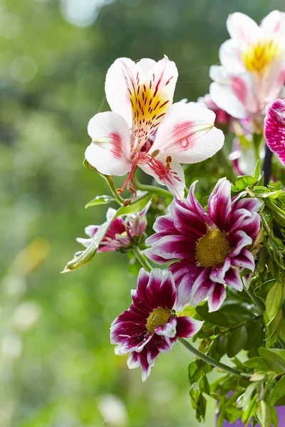 Bouquet Fiori Rosa Alstroemeria Crisantemi Sfondo Verde Sfocato Con Bokeh — Foto Stock