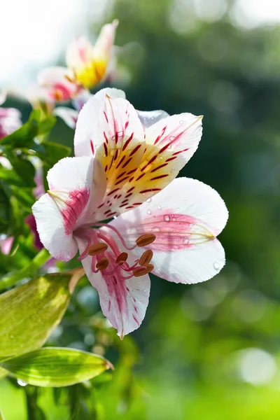 Alstroemeria Flower Blurry Green Background Bokeh — Stock Photo, Image