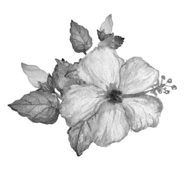 Dekoratif suluboya hibiscus çiçek clipart, tasarım öğesi. Tasarımını yazdırma, kartları, davetiyeleri, afişler, posterler için kullanılabilir. Egzotik, tropikal arka plan