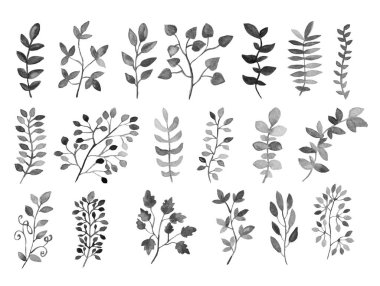Dekoratif suluboya clipart, tasarım öğeleri bırakır. Kullanılabilir düğün, bebek duş, anneler günü, Sevgililer günü kartları, davetiyeler için. Boyalı çiçek dalları