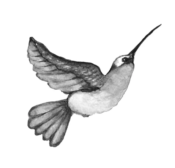 Διακοσμητικά Ακουαρέλα Colibri Πουλί Clipart Στοιχείο Του Σχεδιασμού Μπορεί Χρησιμοποιηθεί — Φωτογραφία Αρχείου