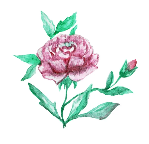 Decoratieve Aquarel Peony Bloemen Clipart Ontwerpelementen Kan Worden Gebruikt Voor — Stockfoto