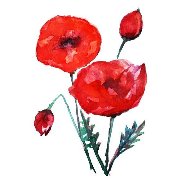 Decorative Watercolor Red Poppy Flowers Clipart Design Elements Can Used — Stock Photo, Image