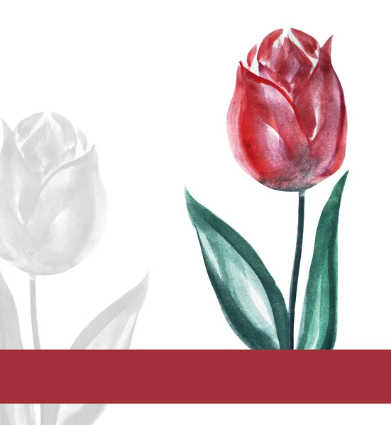 Cartão Elegante Com Flores Tulipa Aquarela Elemento Design Pode Ser — Fotografia de Stock