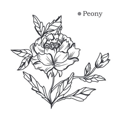 Dekoratif şakayık çiçekleri, tasarım öğeleri. Tasarımını yazdırma, kartları, davetiyeleri, afişler, posterler için kullanılabilir. Çiçek arka planda satır sanat tarzı