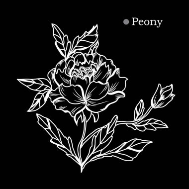 Dekoratif şakayık çiçekleri, tasarım öğeleri. Tasarımını yazdırma, kartları, davetiyeleri, afişler, posterler için kullanılabilir. Çiçek arka planda satır sanat tarzı