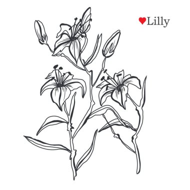 Dekoratif lily çiçekler, tasarım öğeleri. Tasarımını yazdırma, kartları, davetiyeleri, afişler, posterler için kullanılabilir. Çiçek arka planda satır sanat tarzı