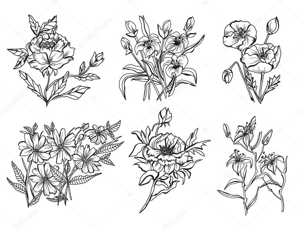 Decorative peony, lily, poppy  flowers, design elements. Can be used for cards, invitations, banners, posters, print design. Floral background in line art style