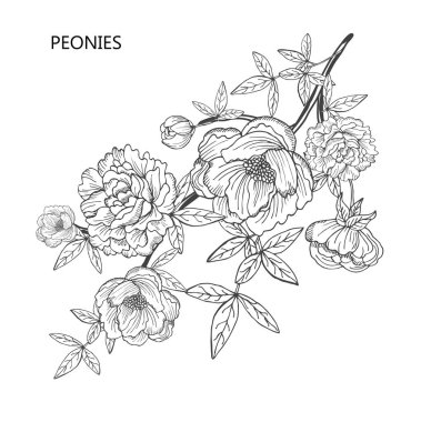 Dekoratif şakayık çiçekleri, tasarım öğeleri. Tasarımını yazdırma, kartları, davetiyeleri, afişler, posterler için kullanılabilir. Çiçek arka planda satır sanat tarzı