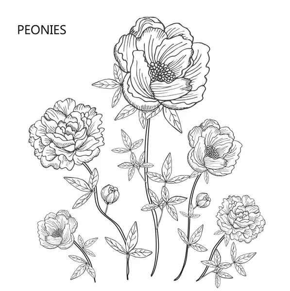 Flores Decorativas Peonía Elementos Diseño Puede Utilizar Para Tarjetas Invitaciones — Archivo Imágenes Vectoriales