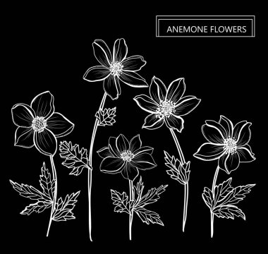 Dekoratif anemon çiçekleri, tasarım öğeleri. Tasarımını yazdırma, kartları, davetiyeleri, afişler, posterler için kullanılabilir. Çiçek arka planda satır sanat tarzı