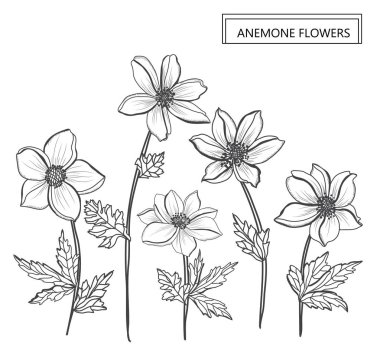 Dekoratif anemon çiçekleri, tasarım öğeleri. Tasarımını yazdırma, kartları, davetiyeleri, afişler, posterler için kullanılabilir. Çiçek arka planda satır sanat tarzı