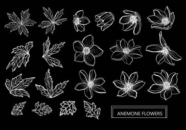 Dekoratif anemone çiçekler ayarla, tasarım öğeleri. Tasarımını yazdırma, kartları, davetiyeleri, afişler, posterler için kullanılabilir. Çiçek arka planda satır sanat tarzı