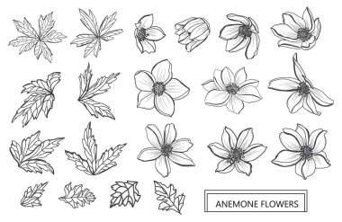 Dekoratif anemone çiçekler ayarla, tasarım öğeleri. Tasarımını yazdırma, kartları, davetiyeleri, afişler, posterler için kullanılabilir. Çiçek arka planda satır sanat tarzı