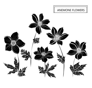 Dekoratif anemon çiçekleri, tasarım öğeleri. Tasarımını yazdırma, kartları, davetiyeleri, afişler, posterler için kullanılabilir. Çiçek arka planda satır sanat tarzı