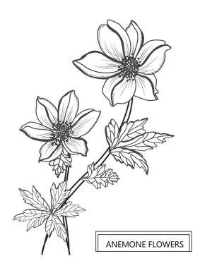 Dekoratif anemon çiçekleri, tasarım öğeleri. Tasarımını yazdırma, kartları, davetiyeleri, afişler, posterler için kullanılabilir. Çiçek arka planda satır sanat tarzı
