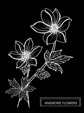 Dekoratif anemon çiçekleri, tasarım öğeleri. Tasarımını yazdırma, kartları, davetiyeleri, afişler, posterler için kullanılabilir. Çiçek arka planda satır sanat tarzı