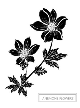 Dekoratif anemon çiçekleri, tasarım öğeleri. Tasarımını yazdırma, kartları, davetiyeleri, afişler, posterler için kullanılabilir. Çiçek arka planda satır sanat tarzı