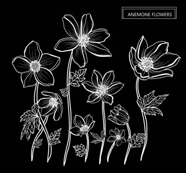 Dekoratif anemon çiçekleri, tasarım öğeleri. Tasarımını yazdırma, kartları, davetiyeleri, afişler, posterler için kullanılabilir. Çiçek arka planda satır sanat tarzı