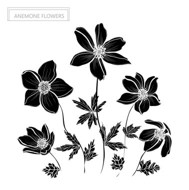 Dekoratif anemon çiçekleri, tasarım öğeleri. Tasarımını yazdırma, kartları, davetiyeleri, afişler, posterler için kullanılabilir. Çiçek arka planda satır sanat tarzı