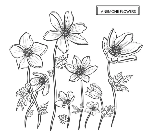 Decoratieve Anemone Bloemen Designelementen Kan Worden Gebruikt Voor Kaarten Uitnodigingen — Stockvector