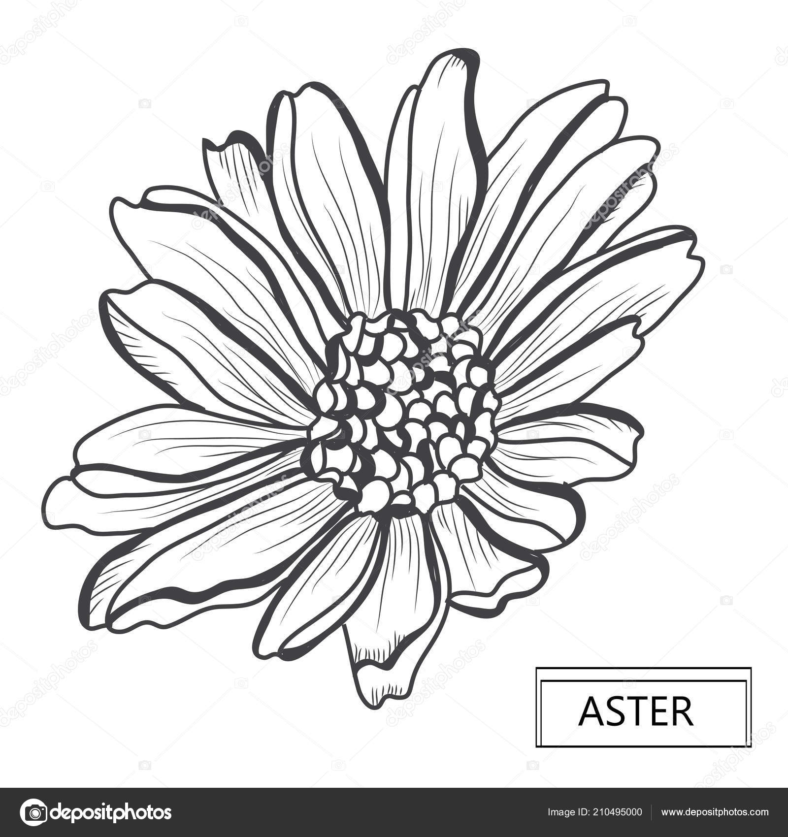 Aster Flower Drawing Aster flower ,small purple flower.hand draw