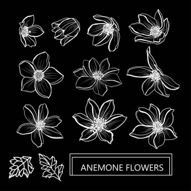 Dekoratif anemone çiçekler ayarla, tasarım öğeleri. Tasarımını yazdırma, kartları, davetiyeleri, afişler, posterler için kullanılabilir. Çiçek arka planda satır sanat tarzı